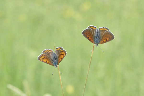 Lilagold-Feuerfalter - Vom 13.6. bis 20.6.2021 Urlaub im Allgäu
