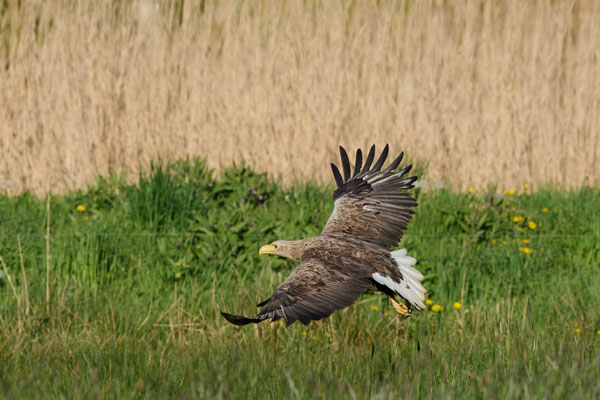 Seeadler
