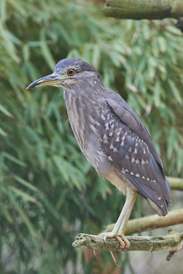 Nachtreiher - Vogelpark Eckenhagen