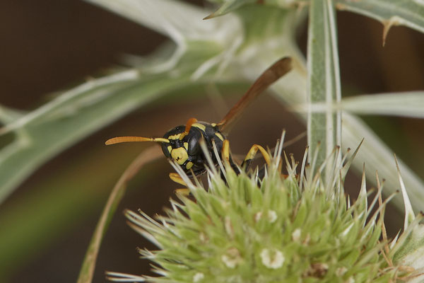 Polistes dominula / Gallische Feldwespe - Voerde Rheindeich - 51°34`14.67" 6°417`19.43" - (15.08.2020)