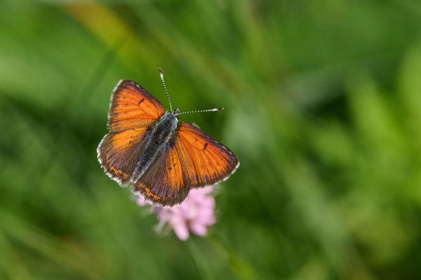 Lilagold-Feuerfalter - (Urlaub im Allgäu / Bayern vom  08.06. bis 19.06.2025)