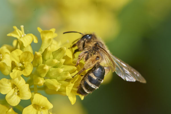 Nr.0392 -  Andrena flavipes w / Gewöhnliche Bindensandbiene - OB Neue Mitte 2 - 51°29`09.65" 6°53`45.26" - (02.05.2019)