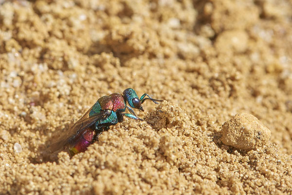 Nr.0904 - Hedychrum nobile / Sand-Goldwespe - parasitisieren bei Grabwespen der Gattung Cerceris - OB LMB - 51°29`11.55" 6°53`53.48" - (27.06.2019)