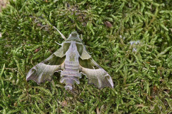 Nachtkerzenschwärmer