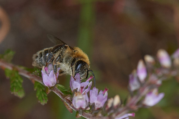 Nr.1158 - Andrena fuscipes f / Heidekraut-Sandbiene - WES Lippedünen Aaper Vennekes - 51°39`12.73"  6°40`40.66" - (11.08.2019)