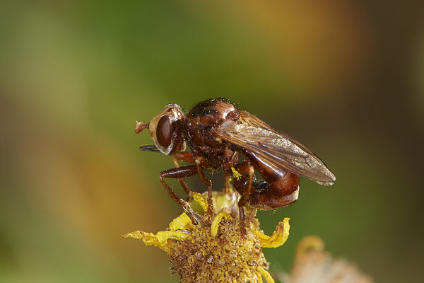 Nr.0805 - Gemeine Breitstirnblasenkopffliege / Sicus ferrugineus - OB LMB - 51°29`11.55" 6°53`53.48" - (24.06.2019)