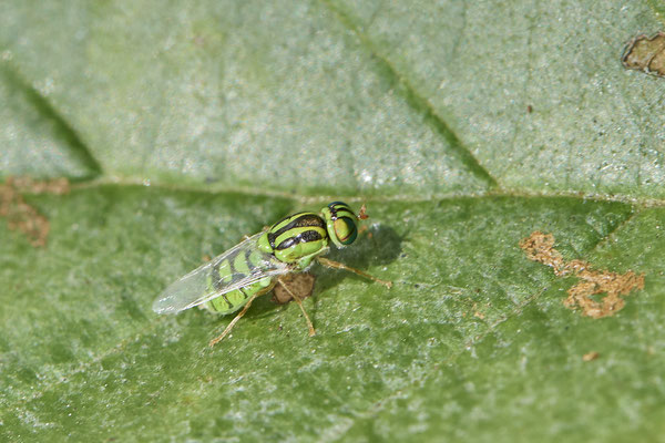 Dreistreifige Waffenfliege / Oxycera trilineata - LMB - (02.07.2021)