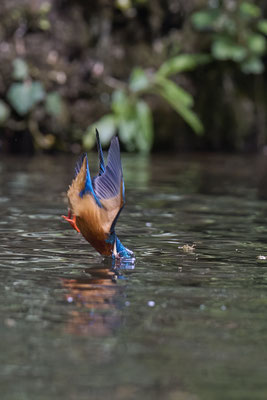 Eisvogel