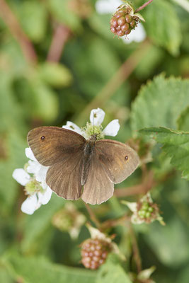 Großes Ochsenauge - (21.06.2022)