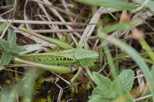 Warzenbeißer Weibchen
