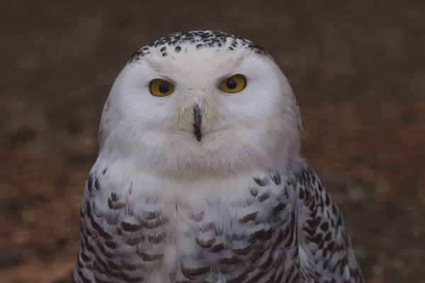 Schneeeule - Vogelpark Eckenhagen