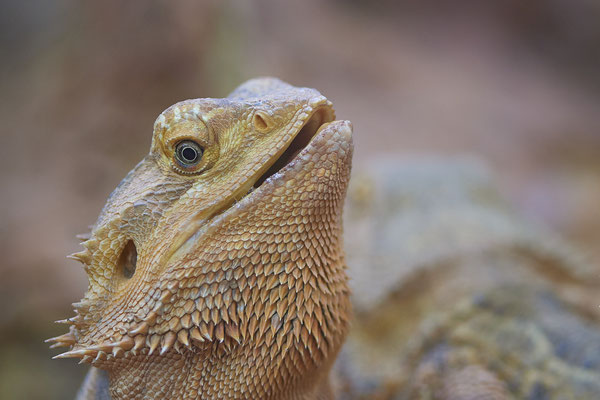  Bartagame - Besuch mit der Fotogruppe Nabu Herne im Terrazoo - (03.08.2019)