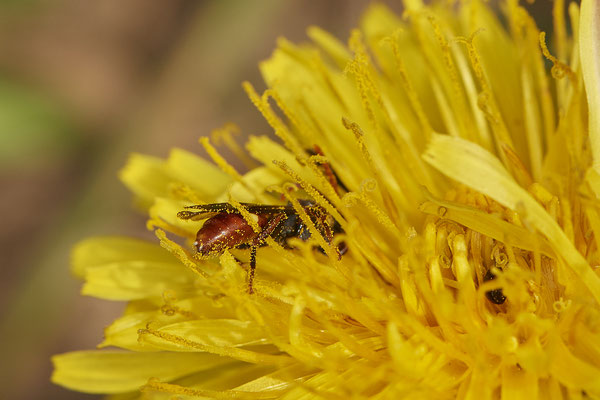 Nomada ferruginata - Düsseldorf - Urdenbacher Kämpe - (09.05.2021)