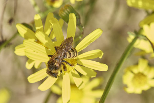 Nr.16-2/01 - Halictus scabiosae f - OB/E-LMB - (15.10.2018)