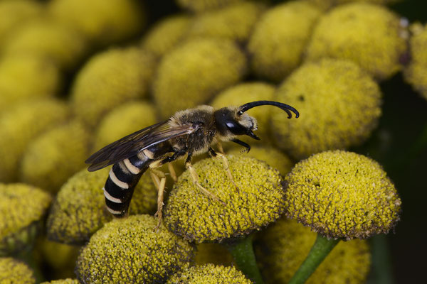 Halictus scabiosae