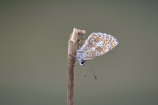 Hauhechel-Bläuling - Dingdener Heide - (23.09.2022)