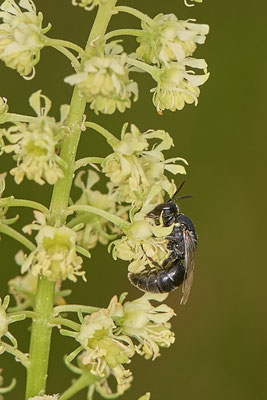 Nr.0755 - Hylaeus signatus / Reseden-Maskenbiene - f - OB Hoag Fahrradtrasse - 51°30`13.64" 6°50`46.65" - (19.06.2019)