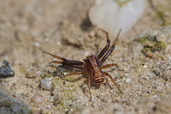 Nr.0152 -  Xysticus cristatus / Ohne deutschen Namen - Dingdener Heide - 51°46`56.92" 6°40`27.75" - (09.04.2019)