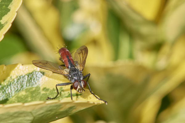 Nr.1016 - Cylindromyia bicolor / Raupenfliege - OB im Garten - 51°31`49.60" 6°50`56.50" - (29.07.2019)