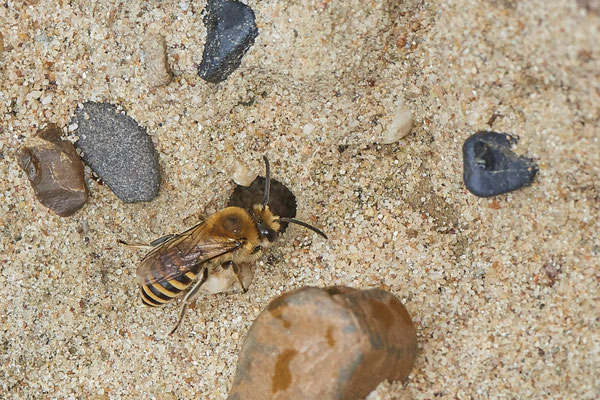 Nr.1313 - Colletes hederae / Efeu-Seidenbiene - OB LMB - 51°29`11.55" 6°53`53.48" - (13.09.2019)