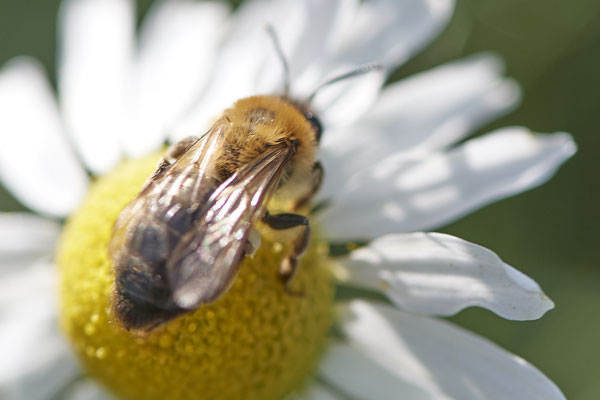 Nr.15-2/01 - Andrena nitida f - DIN-Emschermündung Damm: 51.562523, 6.694651 - (13.10.2018)