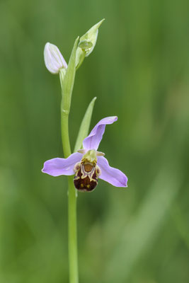 Bienen-Ragwurz