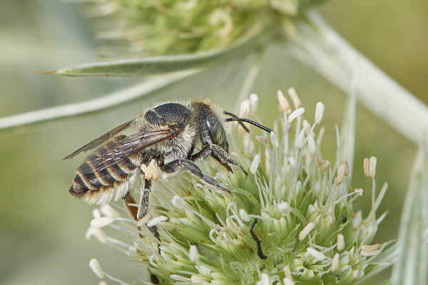 Megachile - Voerde Rheindeich - 51°34`14.67" 6°417`19.43" - (15.08.2020)