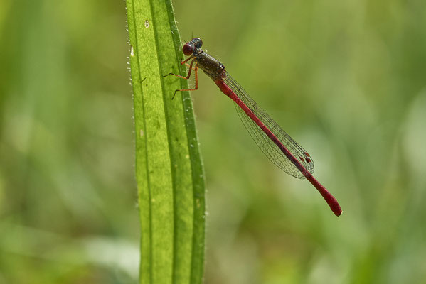 Scharlachlibelle
