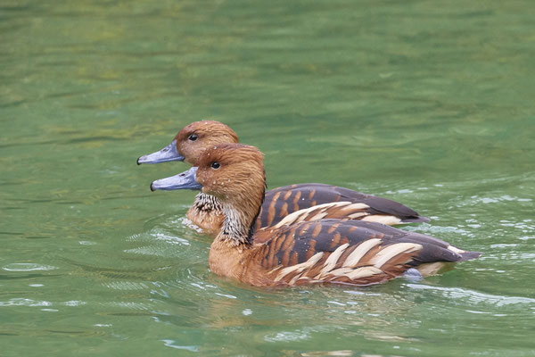 Gelbbrust-Pfeifgans - Zoo Duisburg