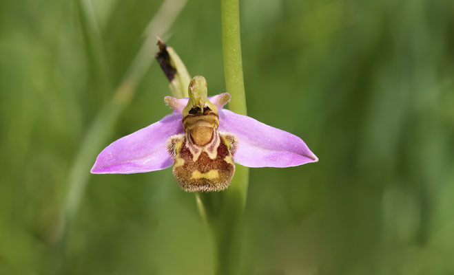 Bienen-Ragwurz