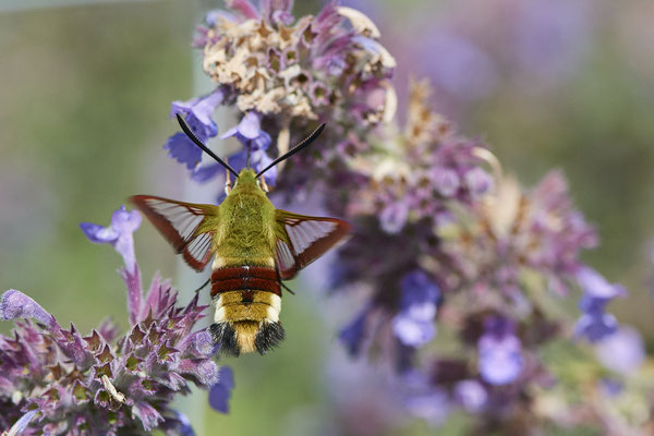 Hummelschwärmer - (Urlaub im Allgäu / Bayern vom  08.07. bis 17.07.2022)