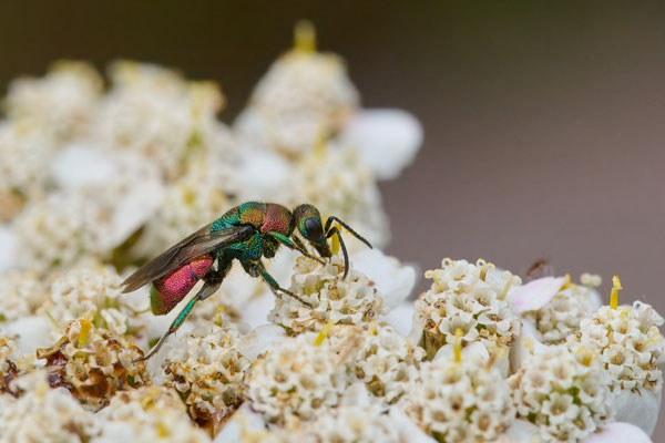 Hedychrum rutilans