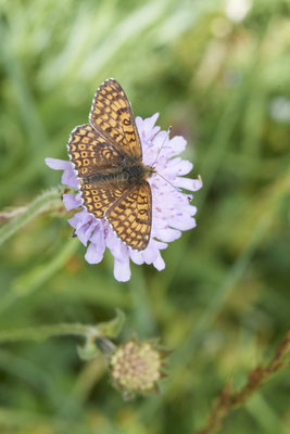 Wegerich-Scheckenfalter - Auf Schmetterlingstour in der Eifel: Kalvarienberg und Lambertstal - (29.05. bis 03.06.2022)