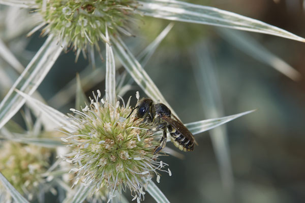 Megachile rotundata - Dinslaken Emschermündung - 51°33`56.26" 6°41`27.74" - (08.08.2020)
