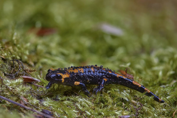 Junger Feuersalamander