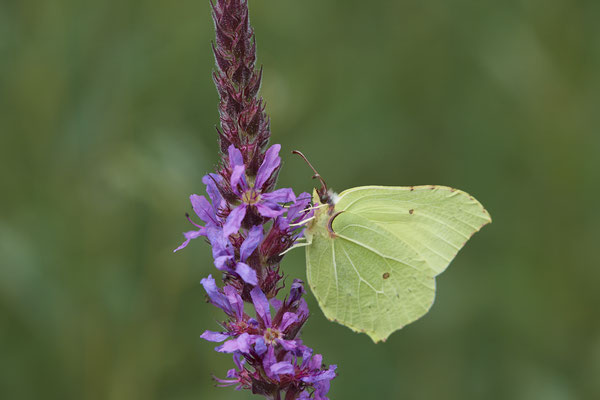 Zitronenfalter - (04.08.2021)