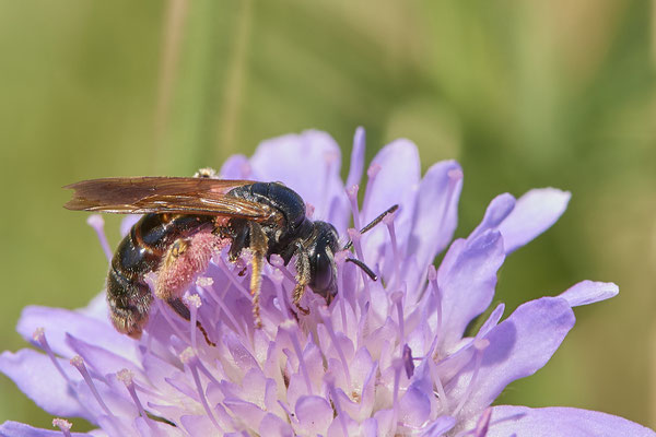 Nr.0926 - Andrena hattorfiana / Knautien-Sandbiene - OB Haus Ripshorst - 51°29`30.43" 6°54`05.41" - (28.06.2019)