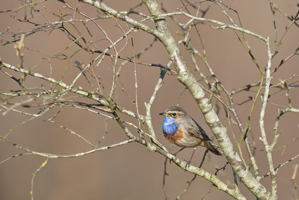 Blaukehlchen