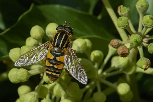 Nr.08/30 - Gemeine Sonnenschwebfliege (Helophilus pendulus) - OB-Weiherstr. 116 (03.10.2018)