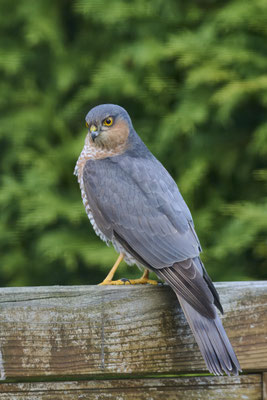 Heute war ein zweiter Sperber im Garten - Adultes Männchen