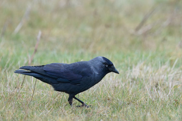 Dohle