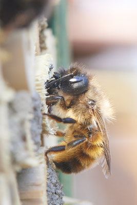 Nr.0264 - OB  Insektenhotel im Garten - 51°31`49.60" 6°50`56.50" - (20.04.2019)