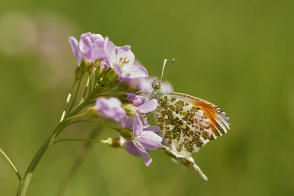 Paarung vom Aurorafalter - (28.04.2021)