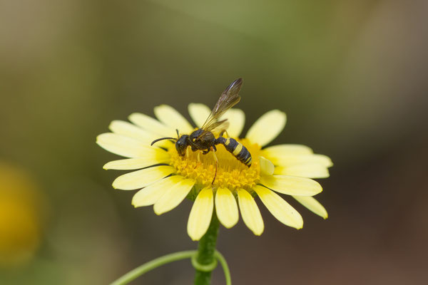Bienenjagende Knotenwespe