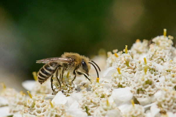 Colletes daviesanus-fodiens-similis - Garten