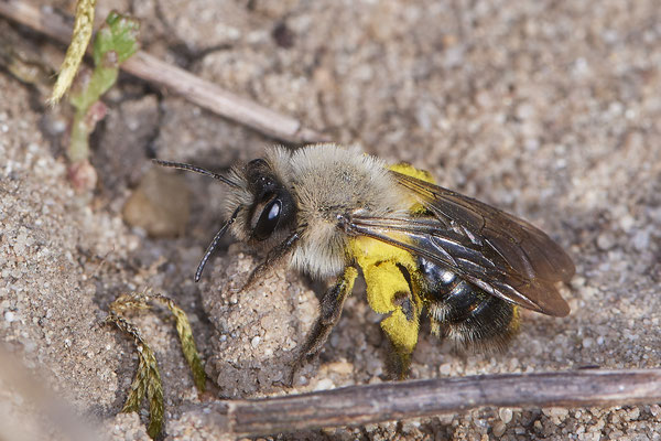 Andrena vaga ? - Rhede - 51°49`36.60" 6°41`17.30" - (25.04.2021)