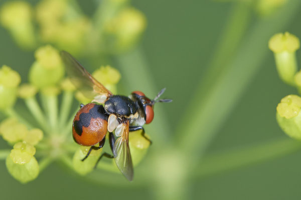 Nr.1128 - Gymnosoma rotundatum / Raupenfliege - OB Zeche Sterkrade - 51°31`11.24" 6°50`15.70" - (10.08.2019)