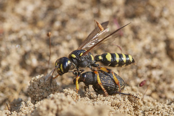 Nr.0813 - Cerceris arenaria / Sandknotenwespe - OB LMB - 51°29`11.55" 6°53`53.48" - (24.06.2019)