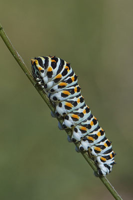 Nr.1328 - Papilio machaon / Schwalbenschwanz - DIN Emschermündung - 51°33`43.02" 6°41`27.86" - (18.09.2019)