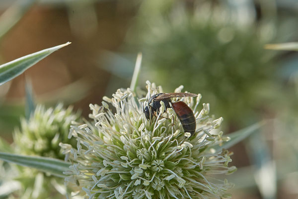Hylaeus variegatus - Dinslaken Emschermündung - 51°33`56.26" 6°41`27.74" - (08.08.2020) - Rote Liste: Kategorie 3: Gefährdet